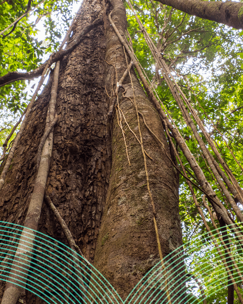 Dia Mundial do Meio Ambiente